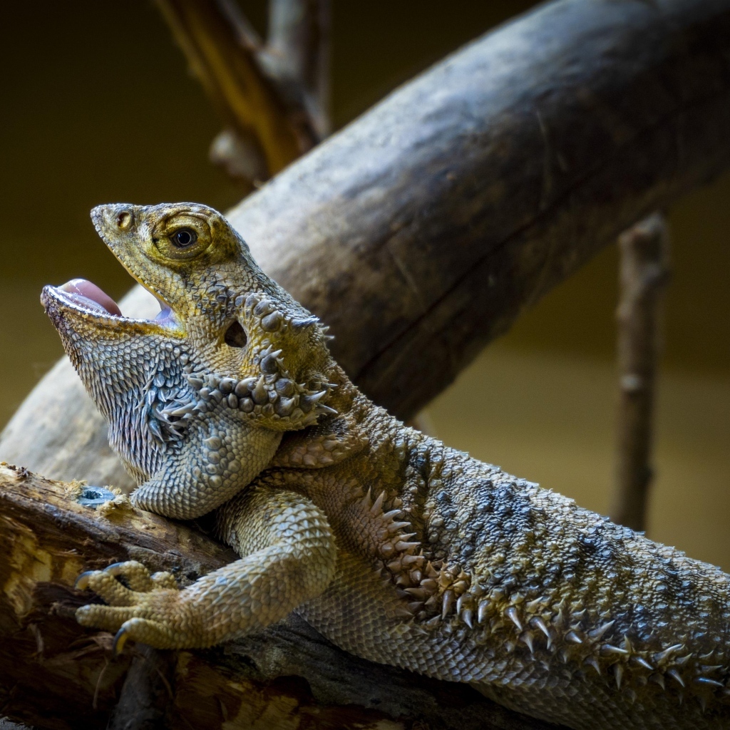 Большая агама на ветке с открытым ртом