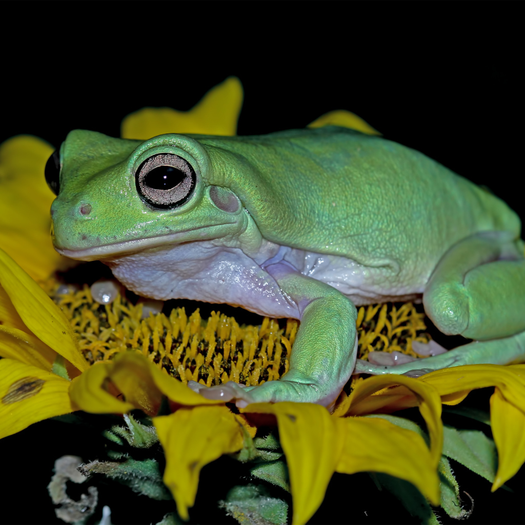 Большая зеленая лягушка на желтом цветке подсолнуха