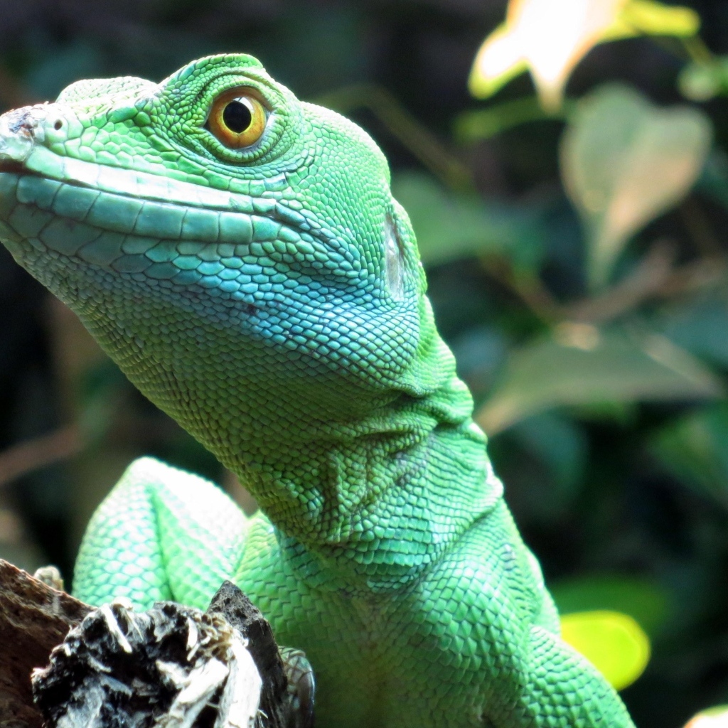 Большая зеленая ящерица в террариуме