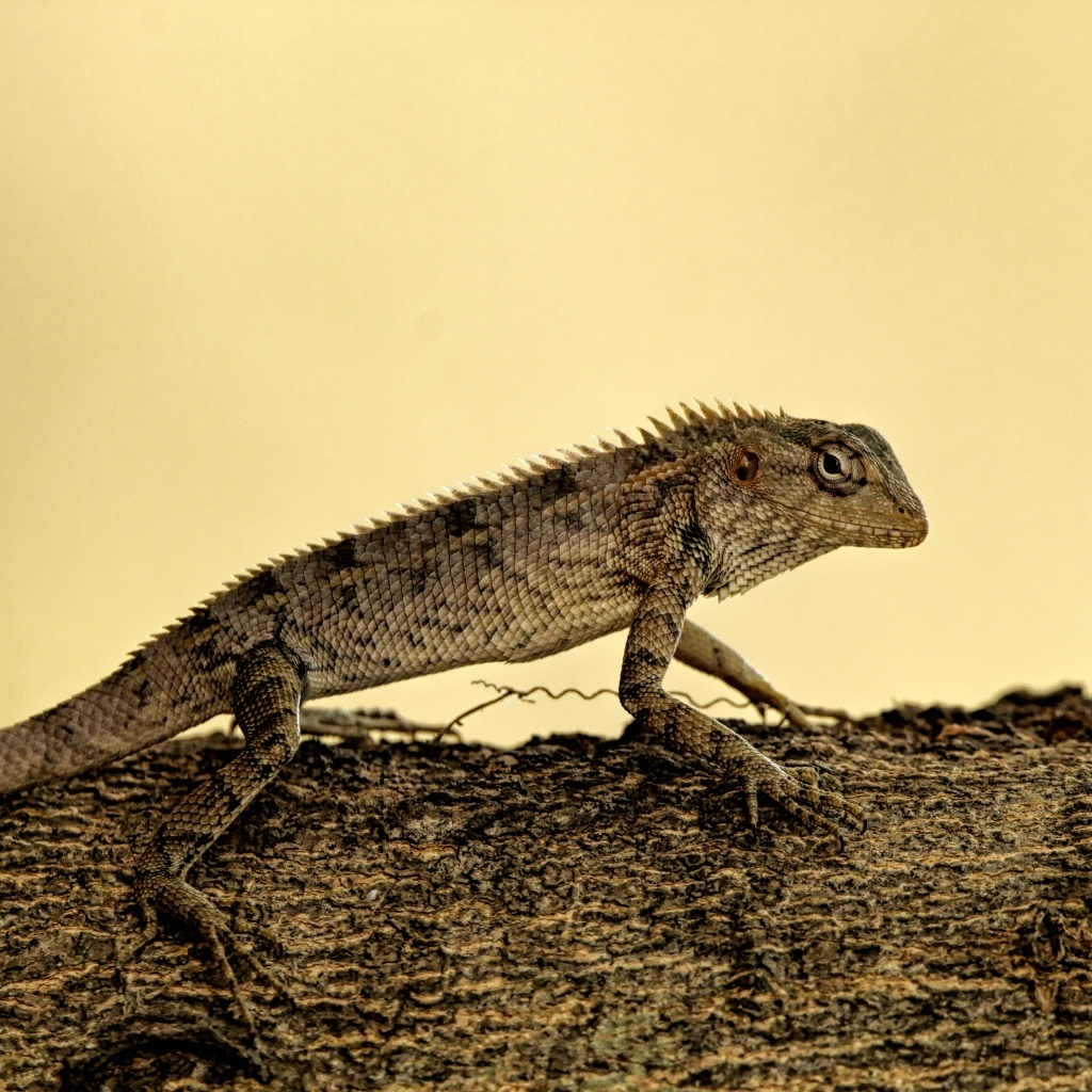 Большая серая ящерица на дереве