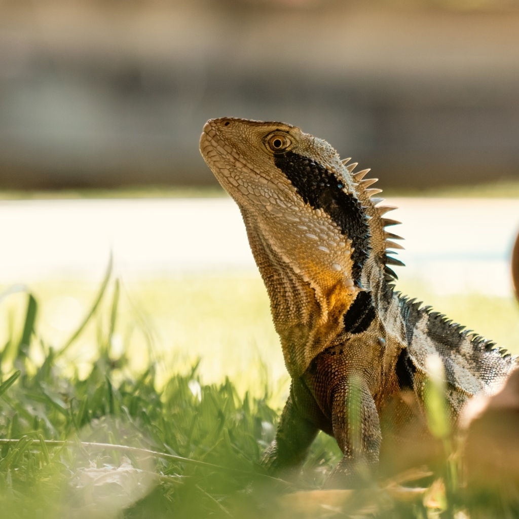 Большая игуана в зеленой траве 
