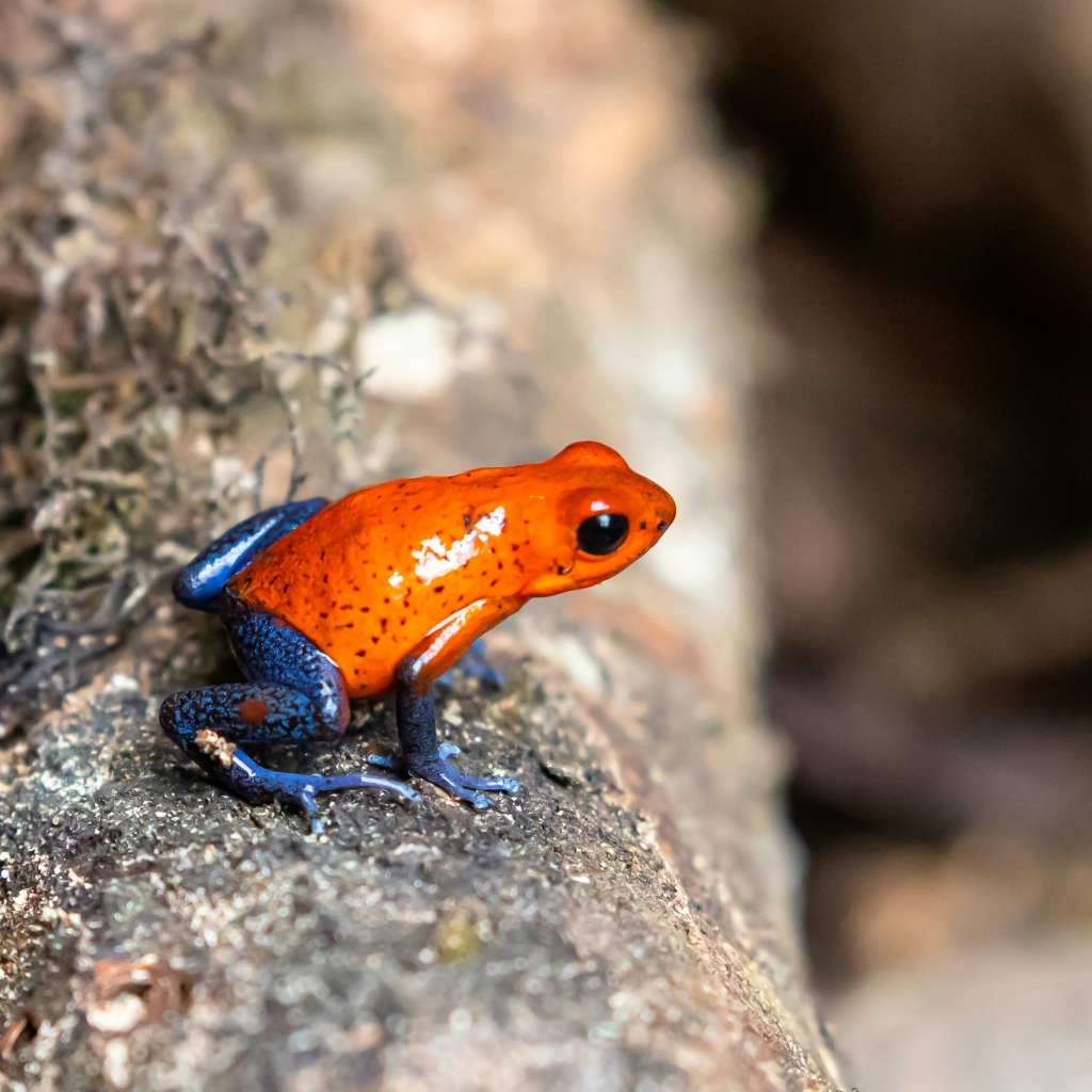 Красная лягушка с синими лапками  на камне