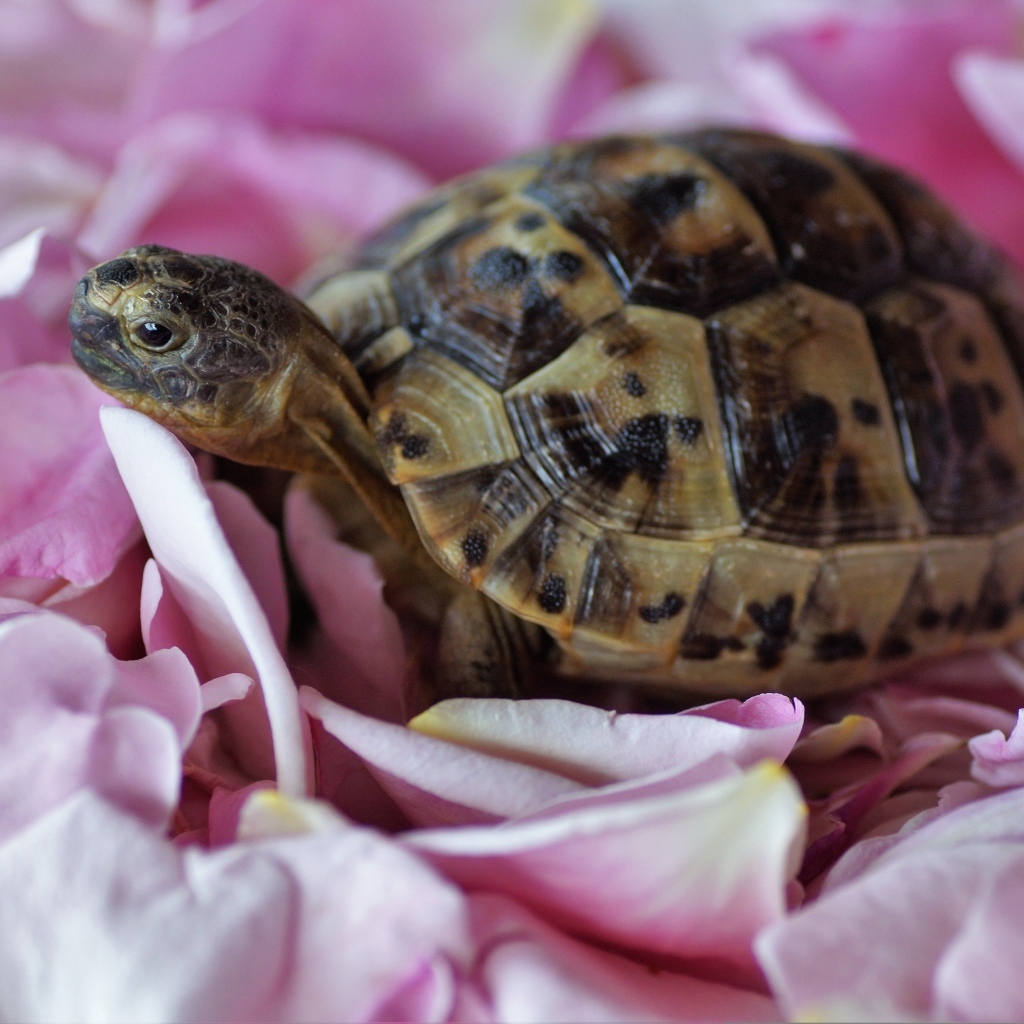 Черепаха с розовыми лепестками розы