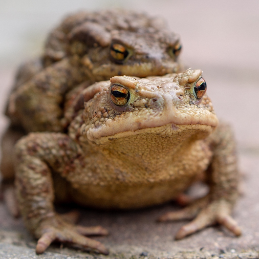 Две большие жабы крупным планом