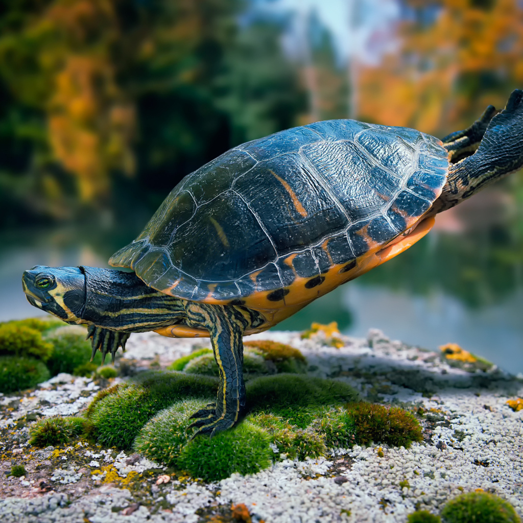 Желтоухая черепаха плавает в воде