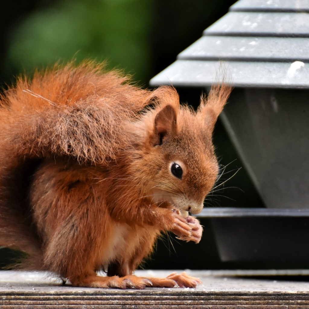 Рыжая белка грызет орех у кормушки