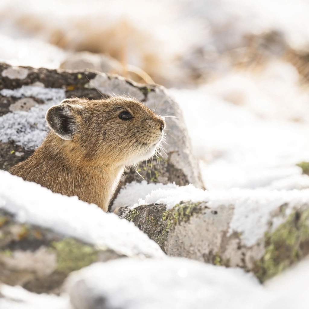 Американская пищуха в камнях зимой