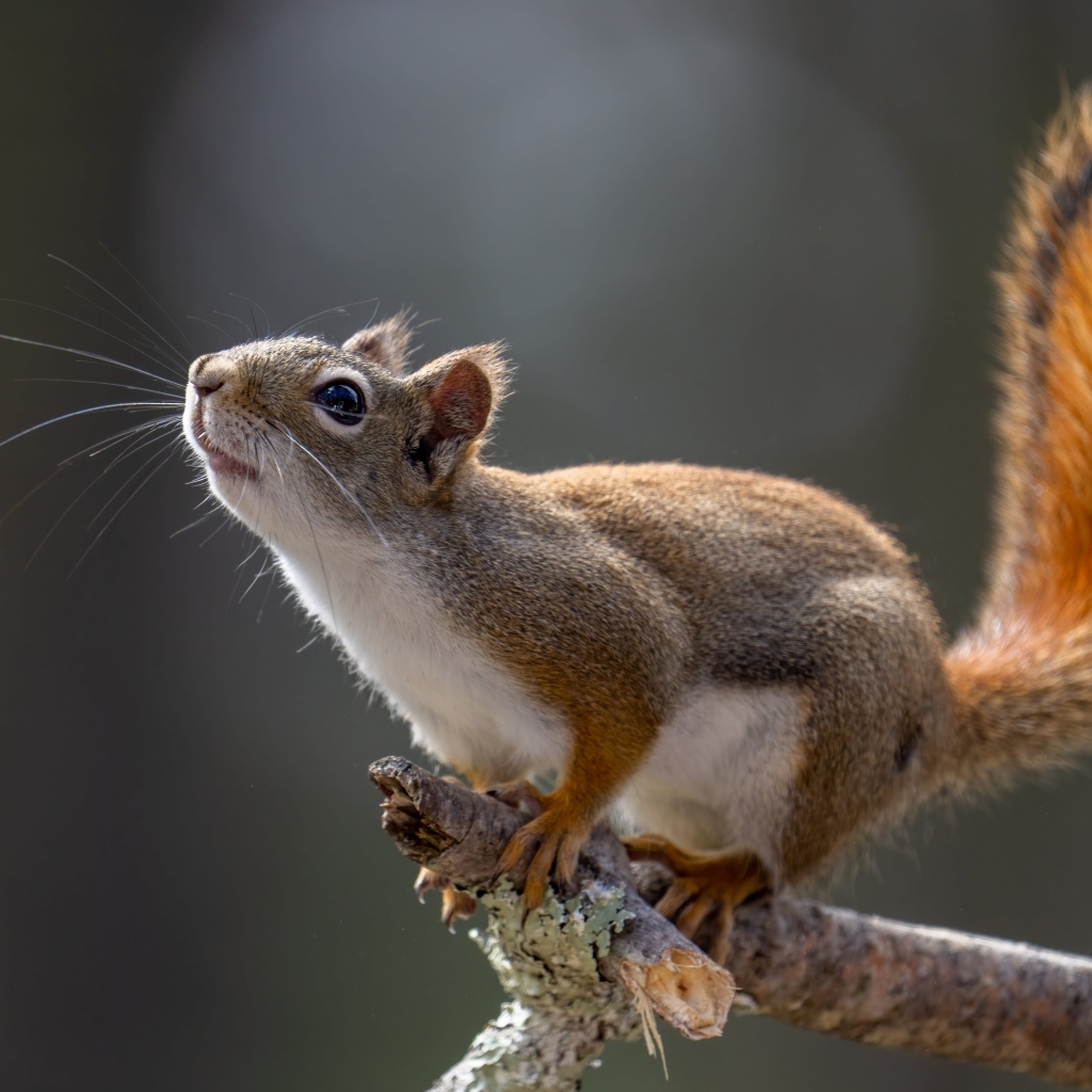 Любопытная белка сидит на ветке дерева