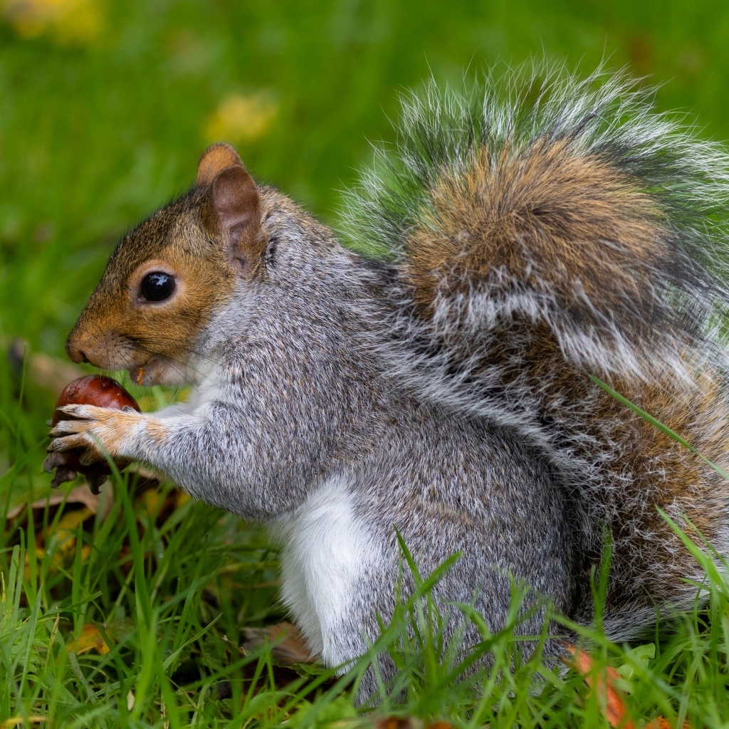 Пушистая серая белка с орехом в траве