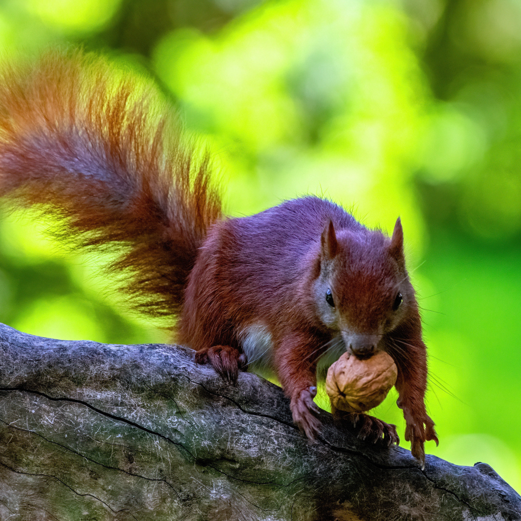 Пушистая рыжая белка с грецким орехом на ветке