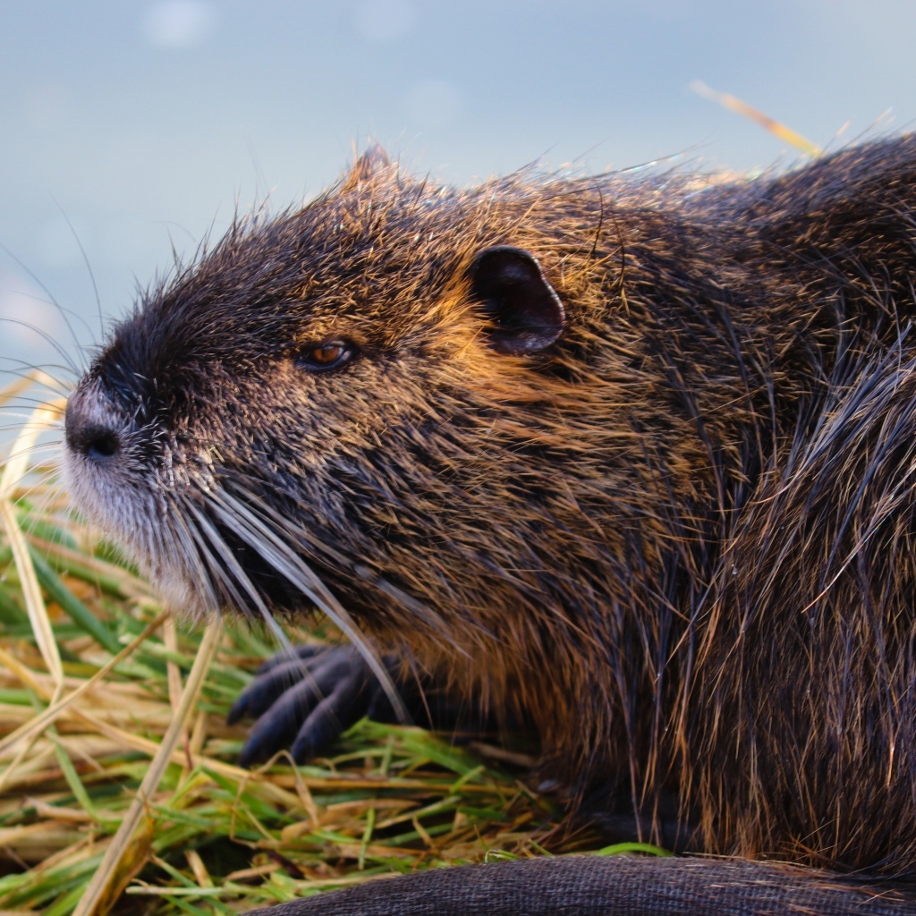 Большая серая нутрия у воды