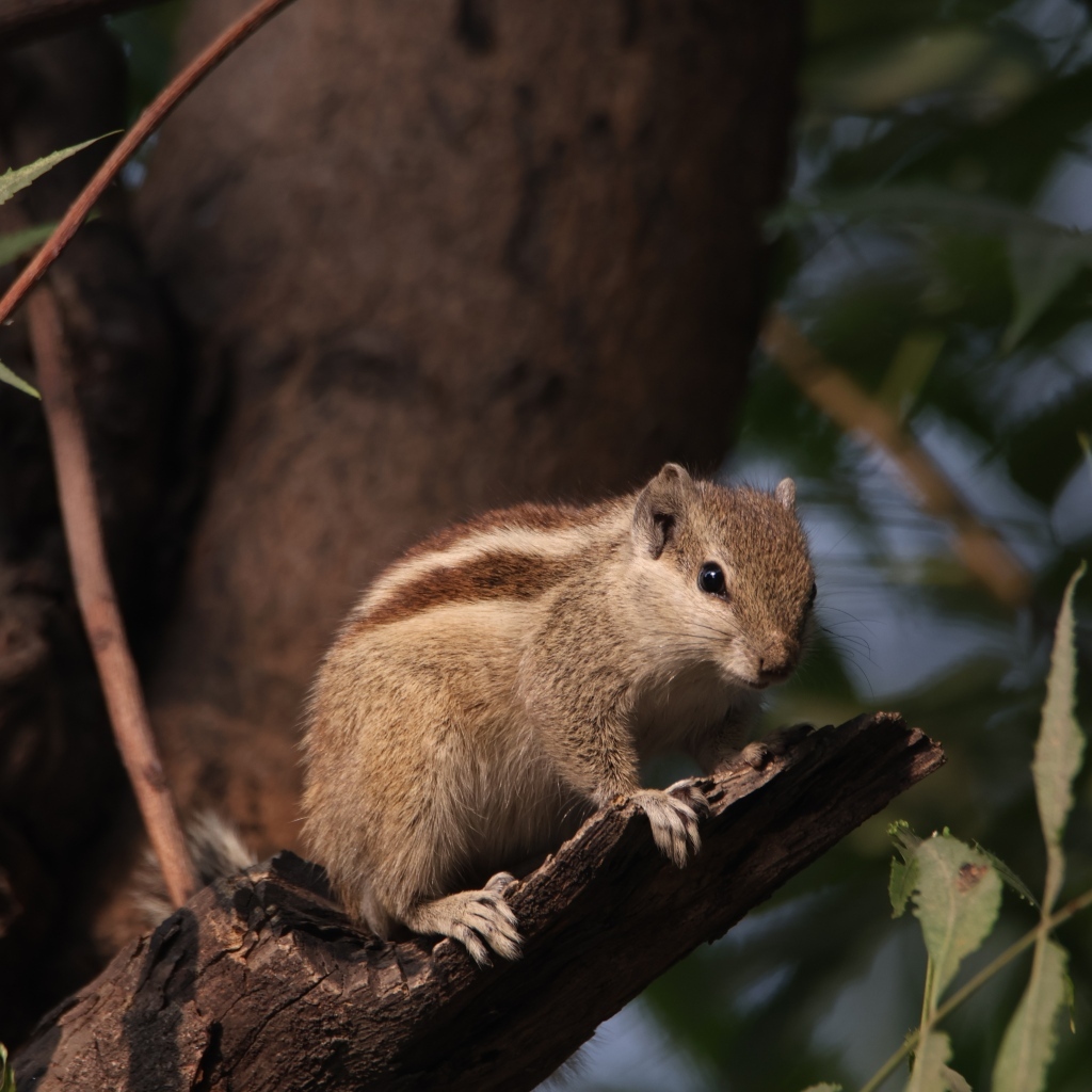 Маленький бурундук сидит на ветке