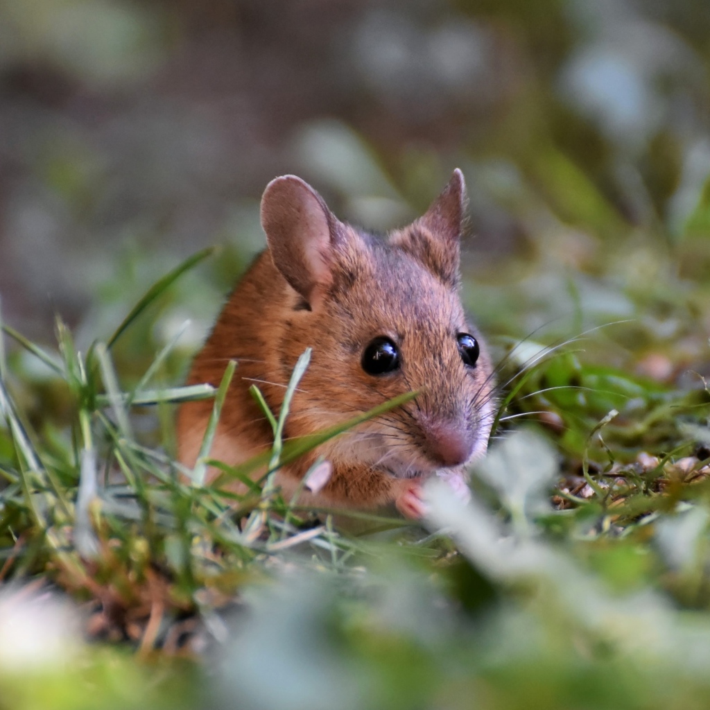 Маленькая мышь полевка сидит в траве