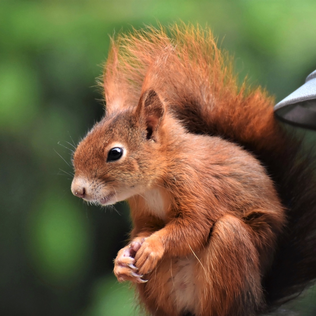 Рыжая белка с пушистым хвостом у кормушки