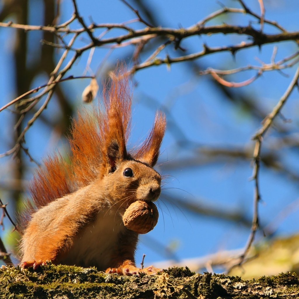 Рыжая белка с грецким орехом на ветке