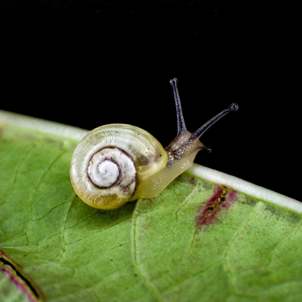 Маленькая улитка сидит на зеленом листке