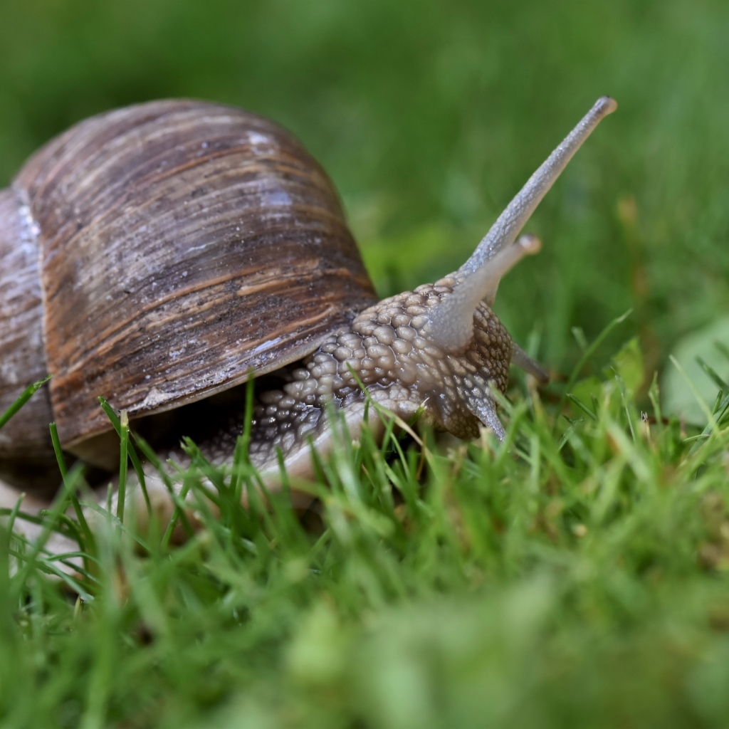 Большая улитка в зеленой траве