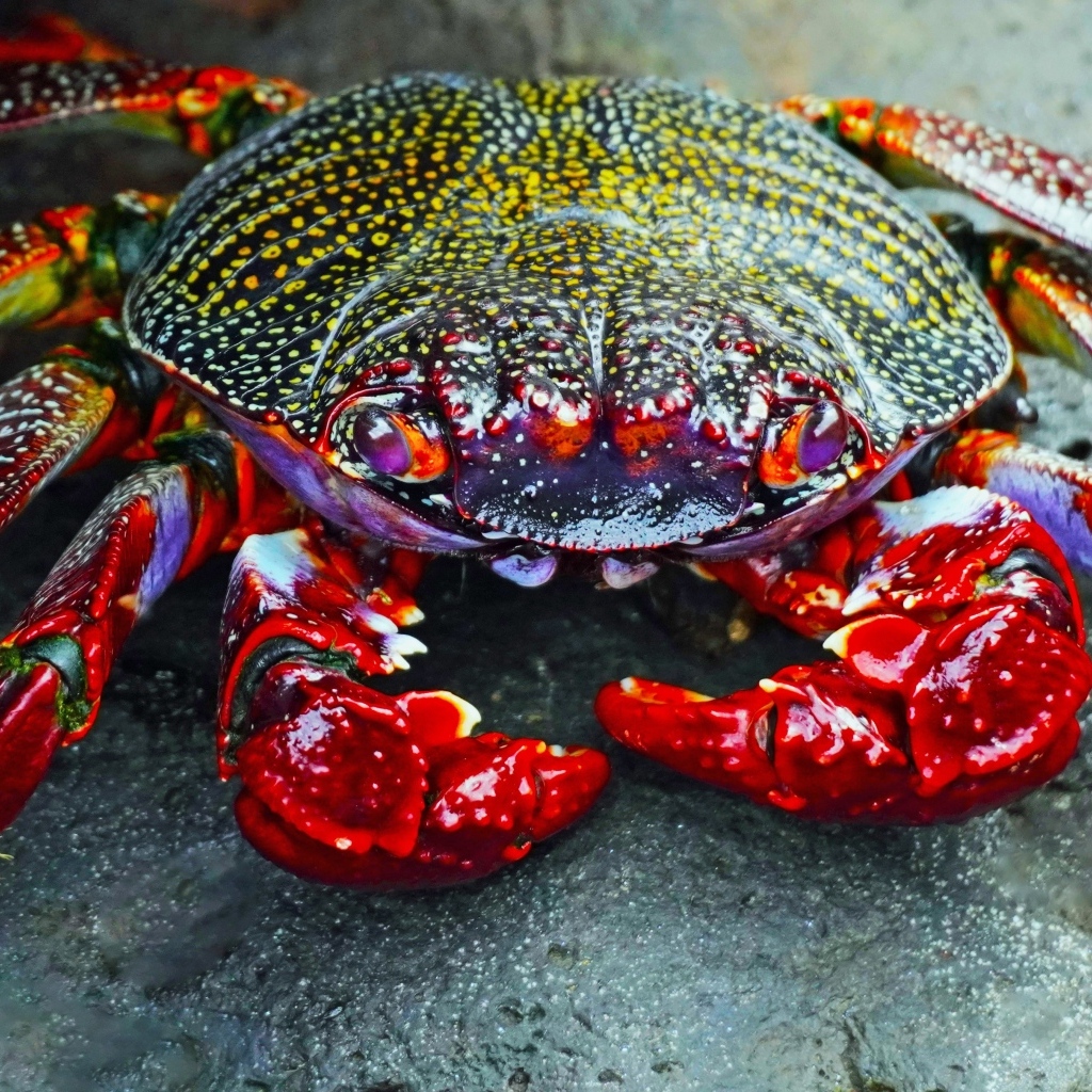Большой краб с красными щупальцами