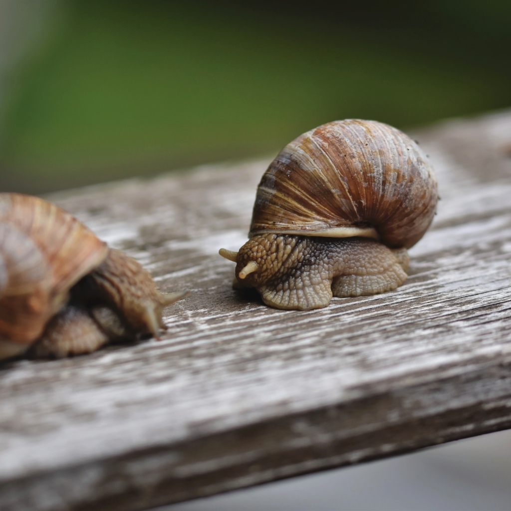 Две большие улитки сидят на доске