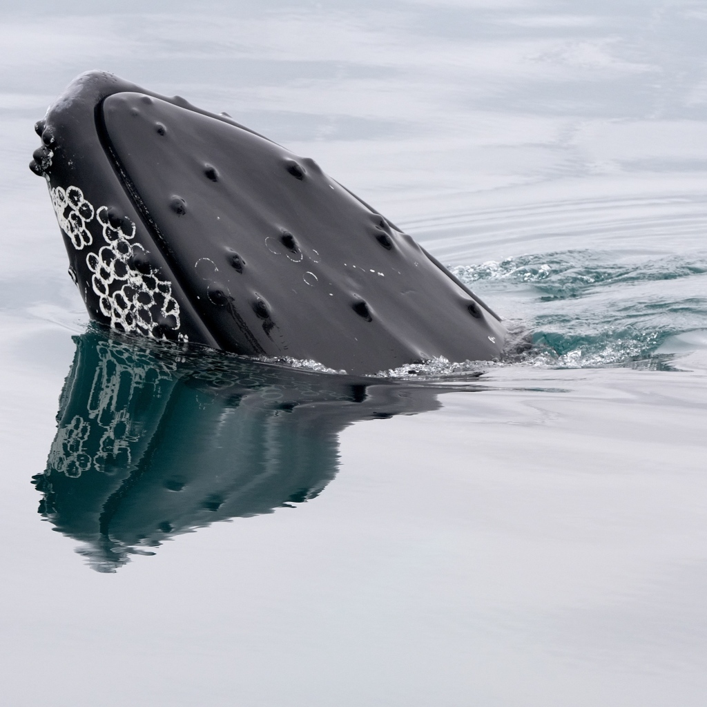 Большой кит в воде