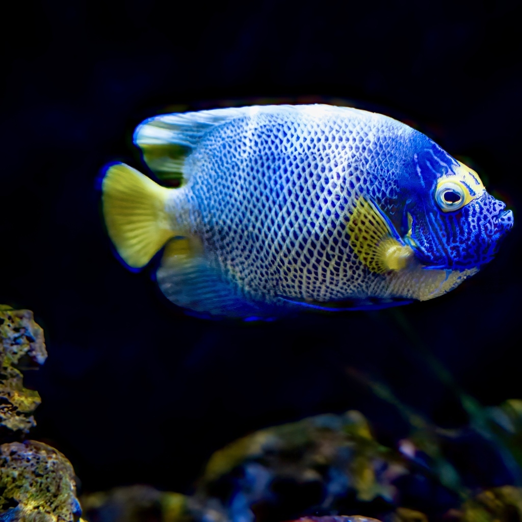 Рыба голуболицый ангел в воде