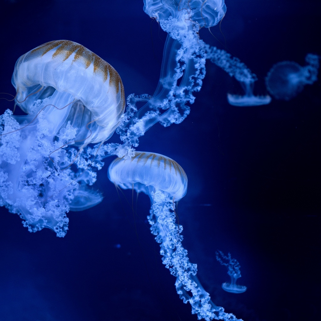 Голубые медузы на синем фоне