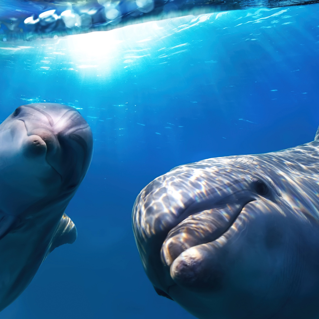 Веселые дельфины плавают в воде