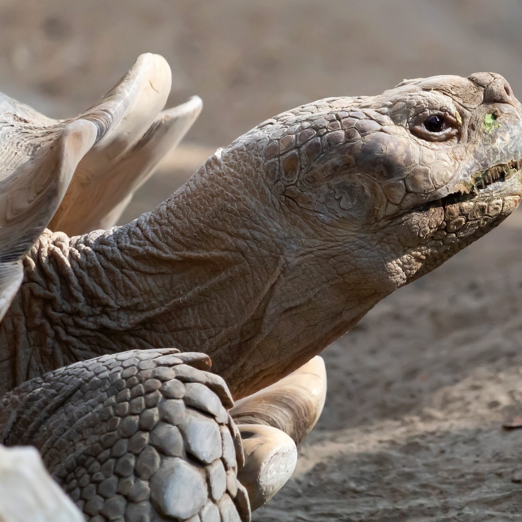 Большая шпороносная черепаха крупным планом