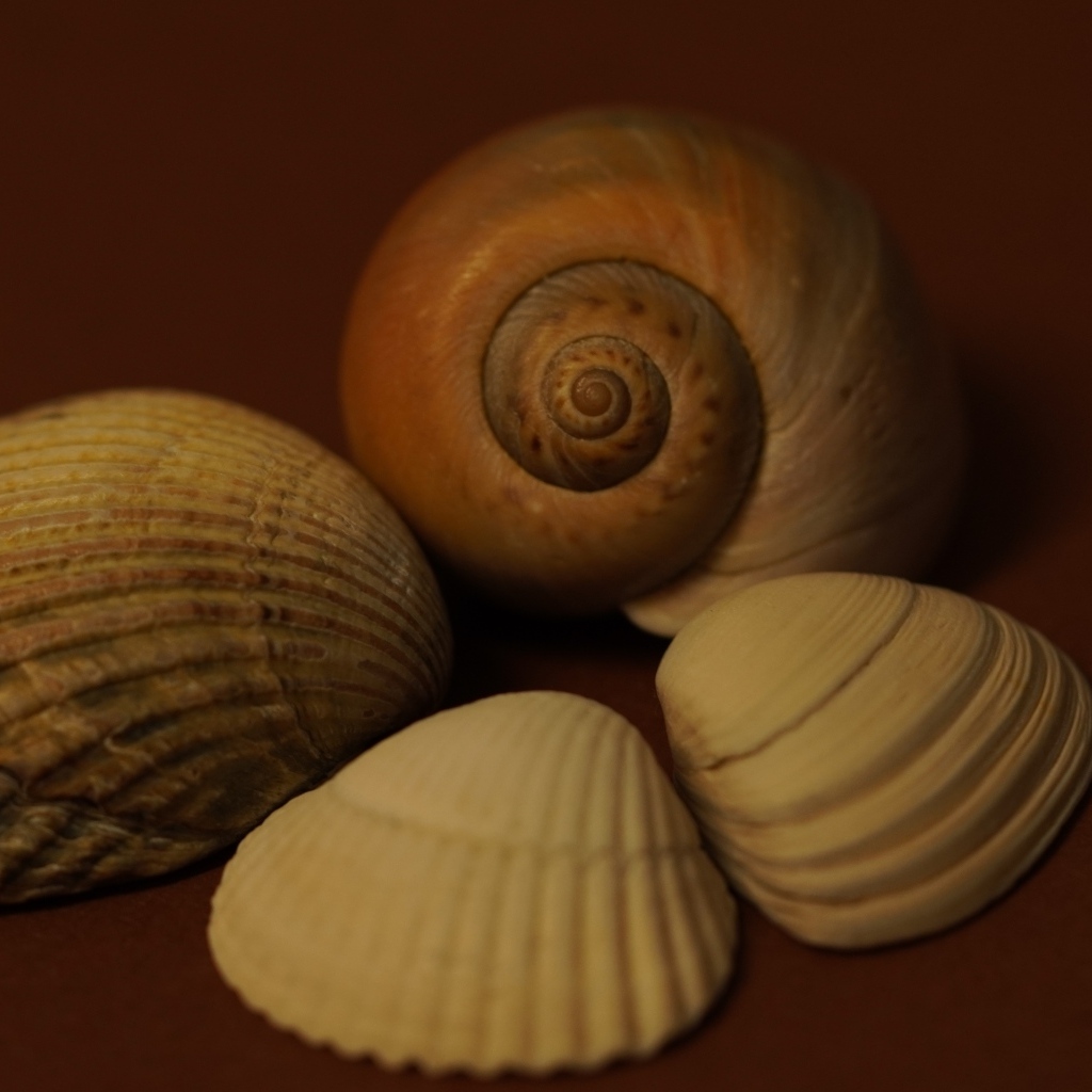 Большие красивые ракушки на коричневом фоне