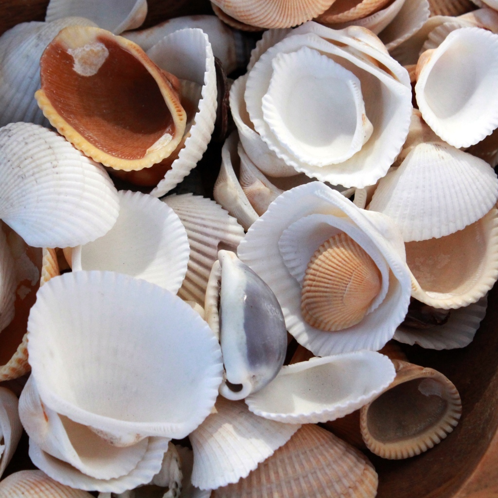 Много морских ракушек крупным планом