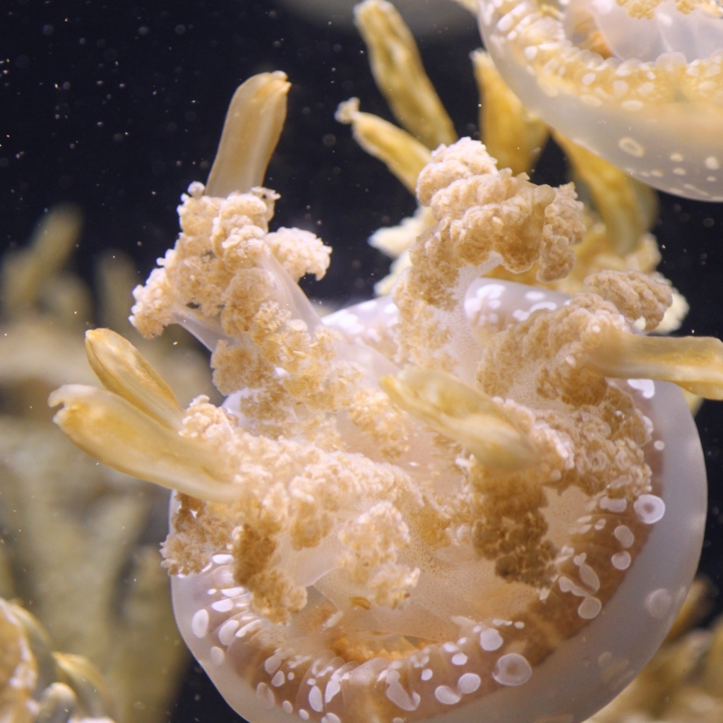 Белые медузы плавают в воде