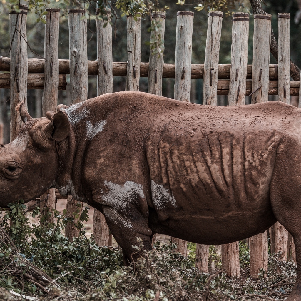 Носорог стоит у забора в зоопарке