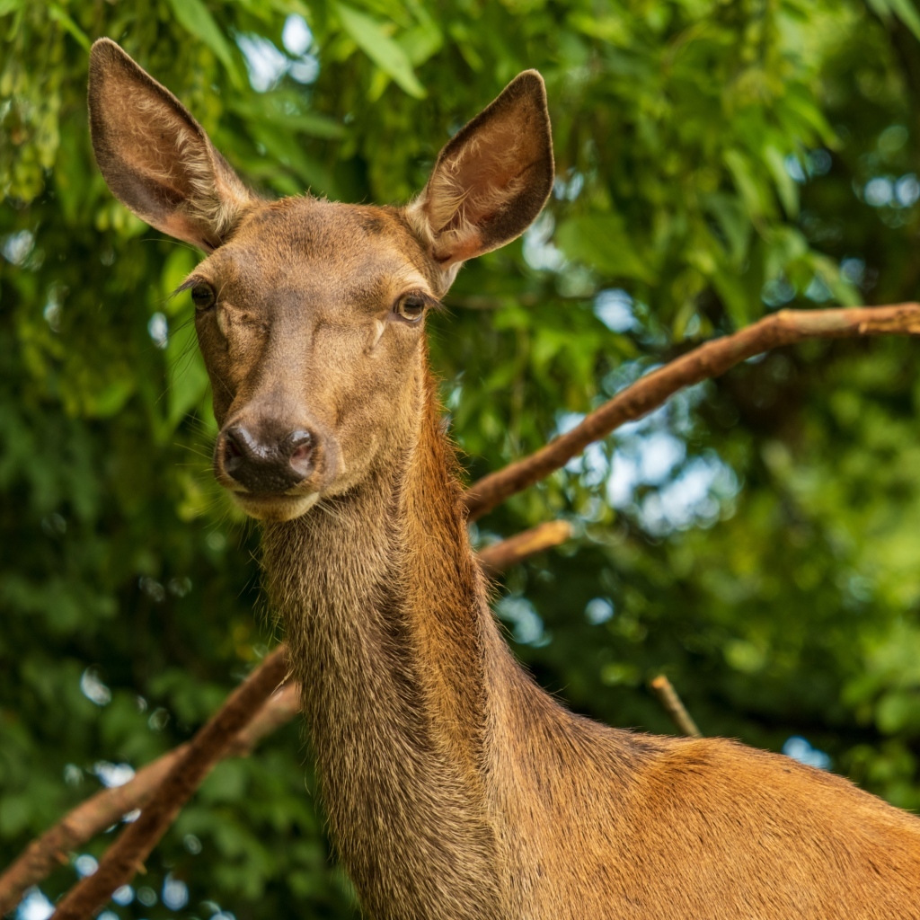 Большая коричневая олениха