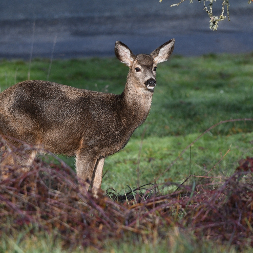 Олень стоит у дерева в лесу