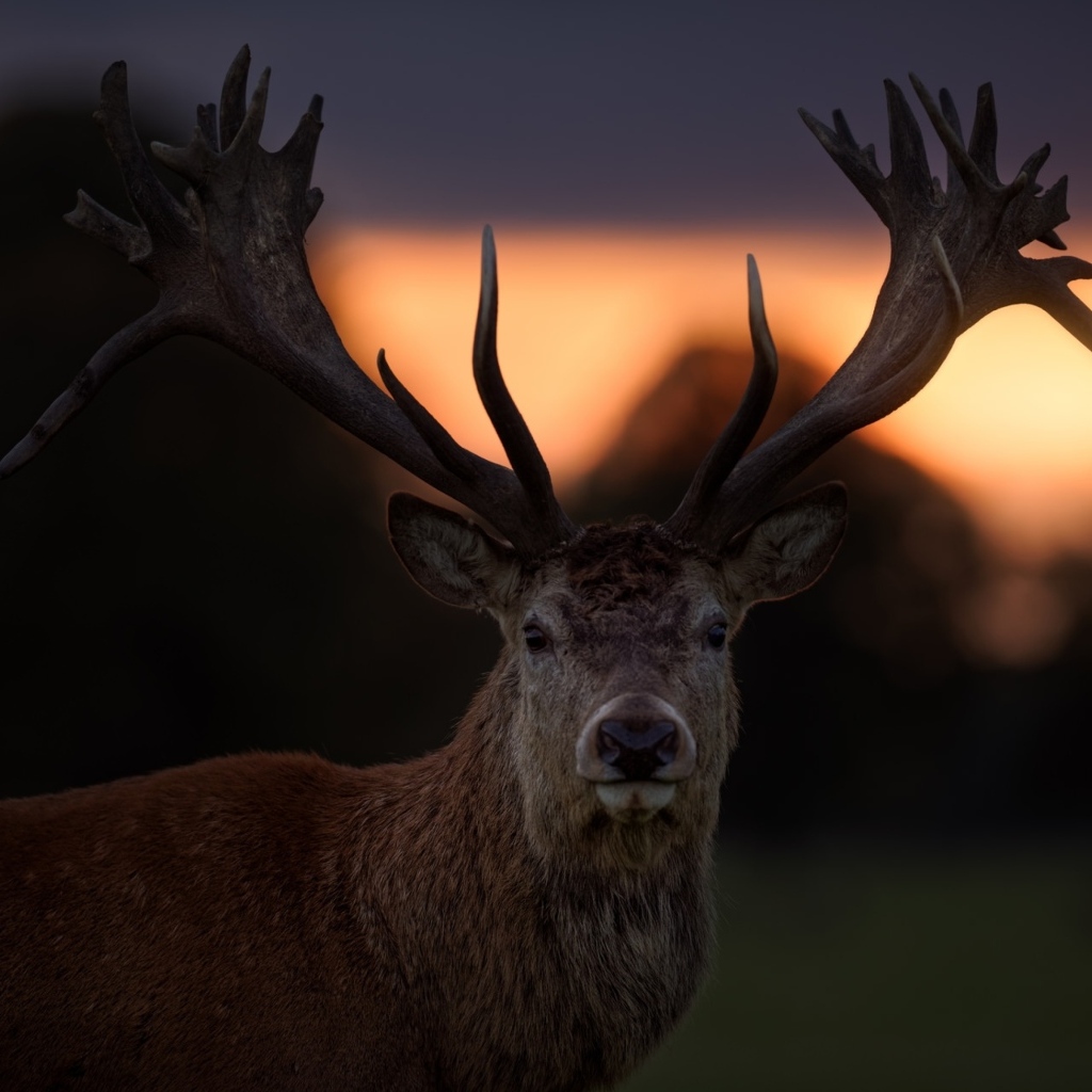 Олень с большими рогами на фоне заката