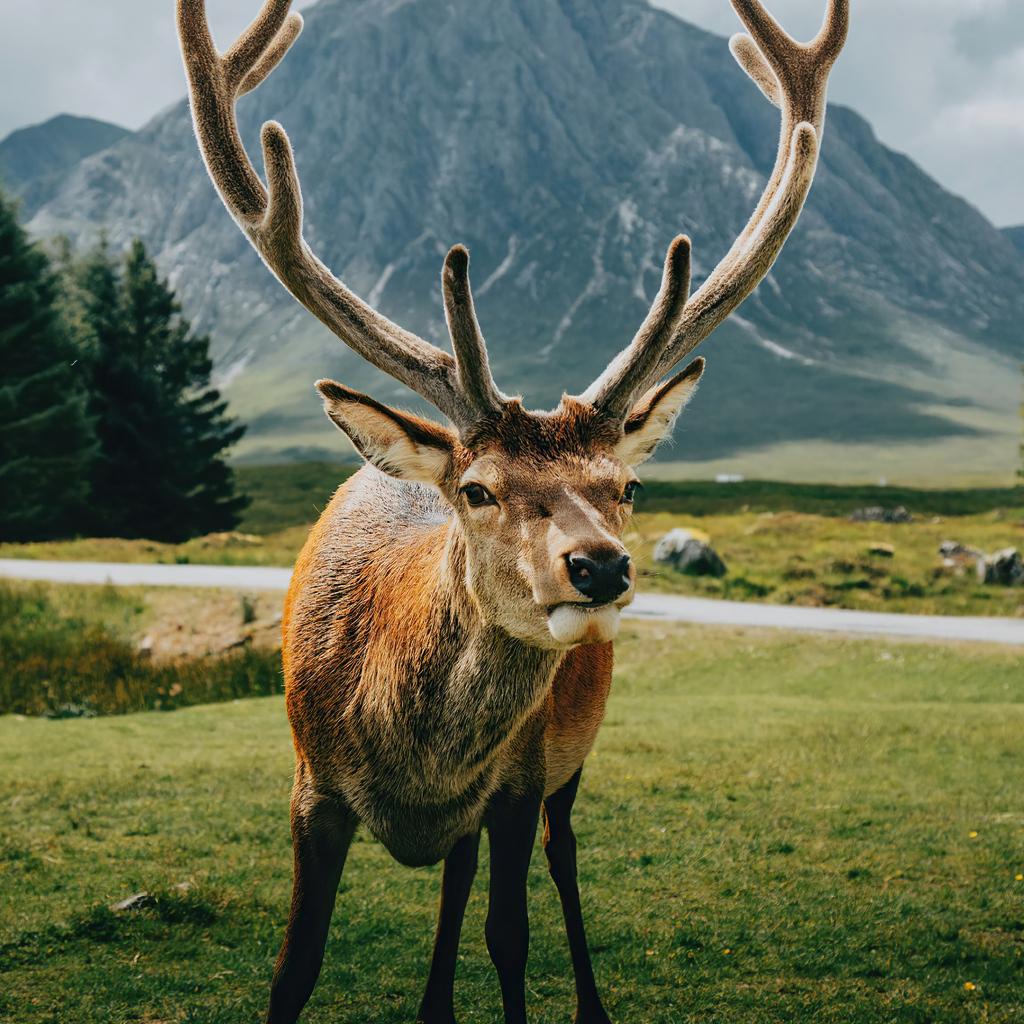 Олень с большими рогами на фоне гор