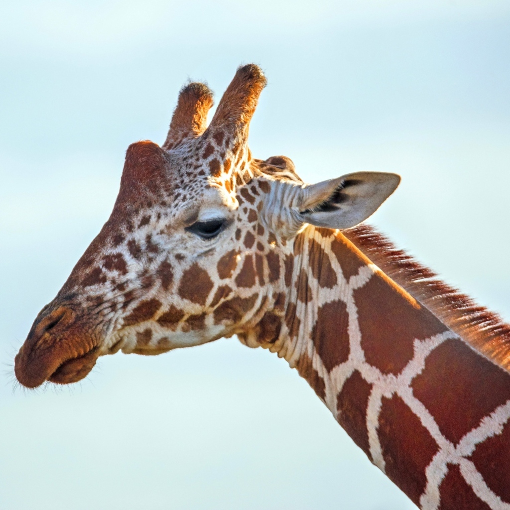 Жираф на фоне голубого неба крупным планом