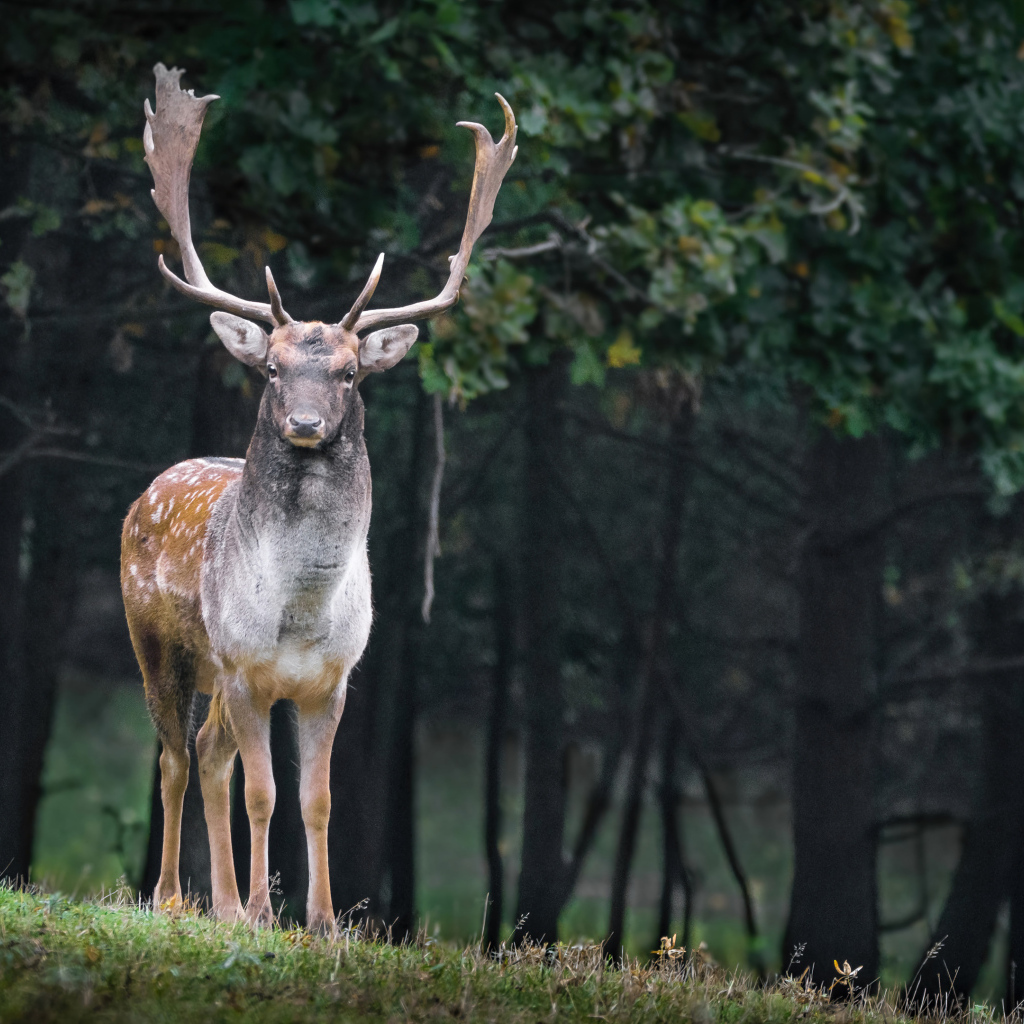 Большой олень с ветвистыми рогами