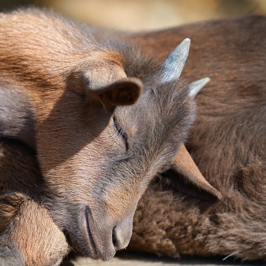 Маленький коричневый спящий козленок
