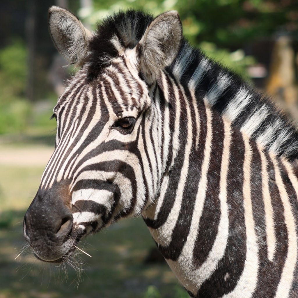 Полосатая зебра с гривой вблизи
