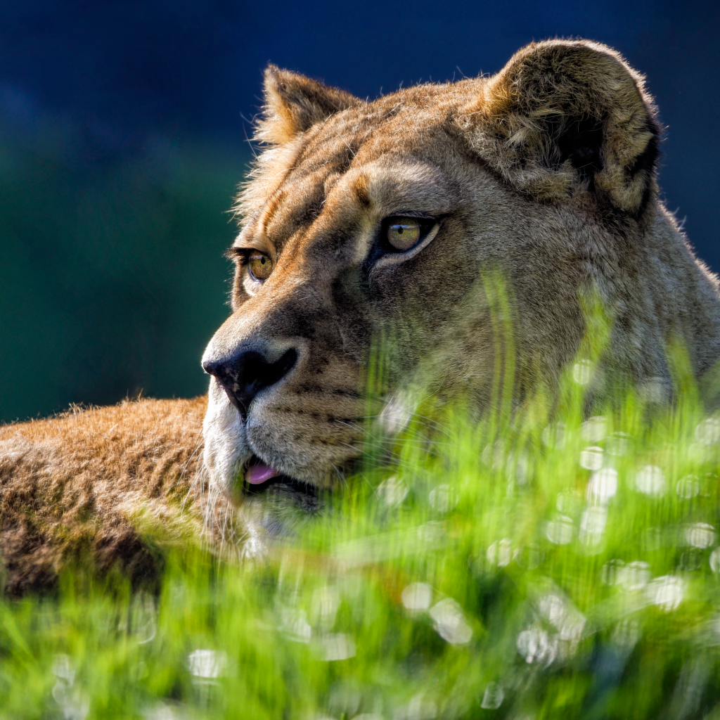 Большая львица лежит в зеленой  траве
