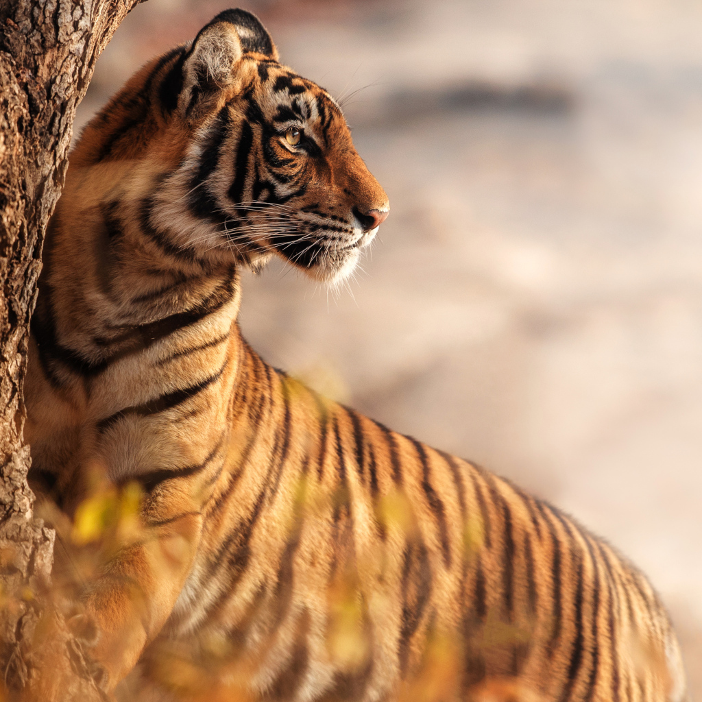 Большой полосатый тигр стоит у дерева