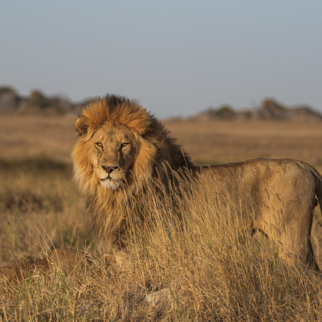 Большой лев в саванне в лучах солнца
