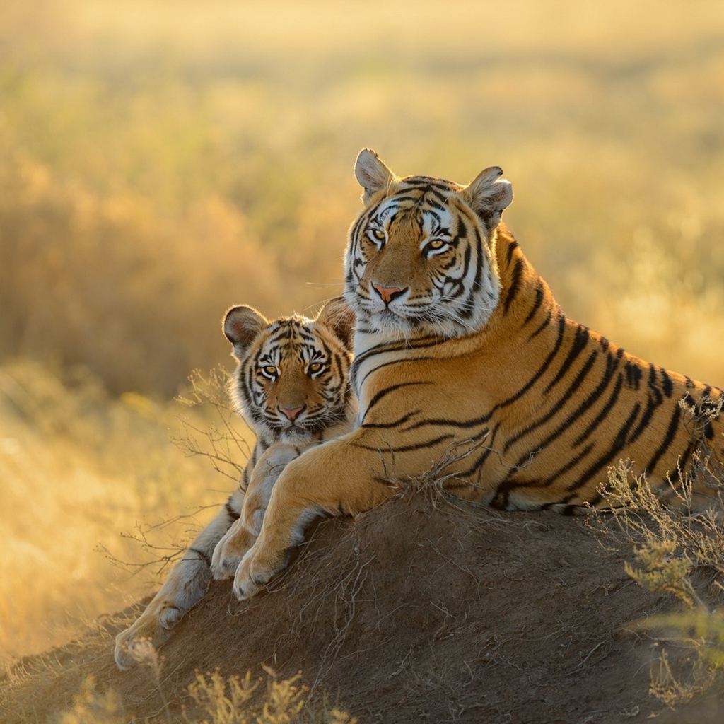 Большая тигрица с детенышем 