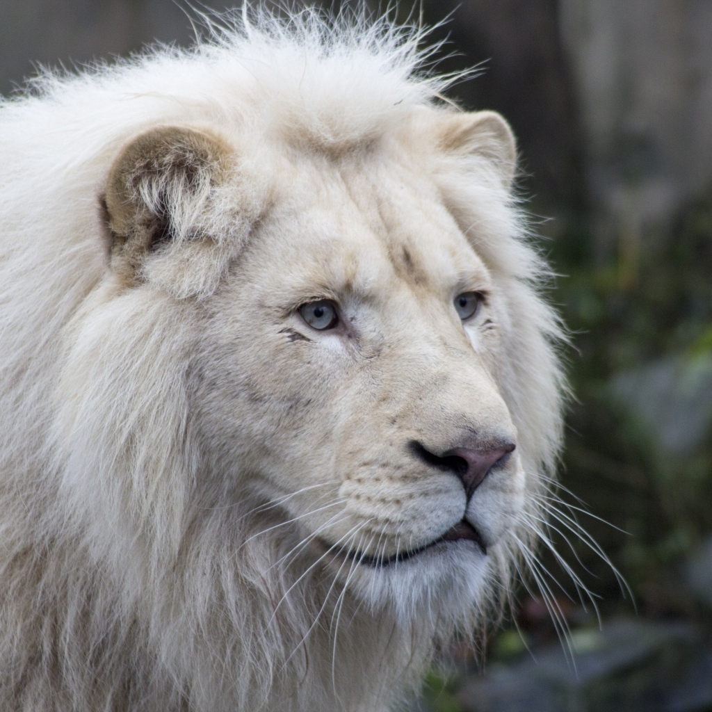 Большой белый голубоглазый лев
