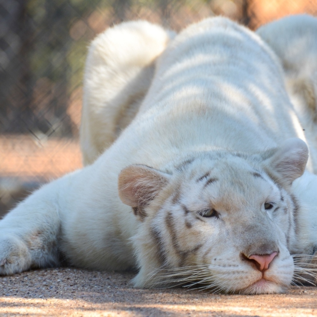 Большой белый тигр в зоопарке