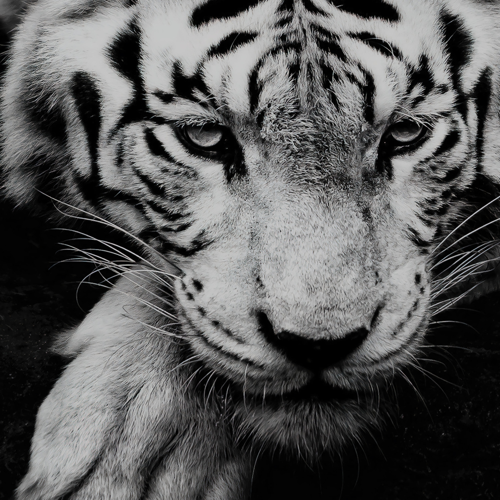 Большой белый тигр с грустной мордой