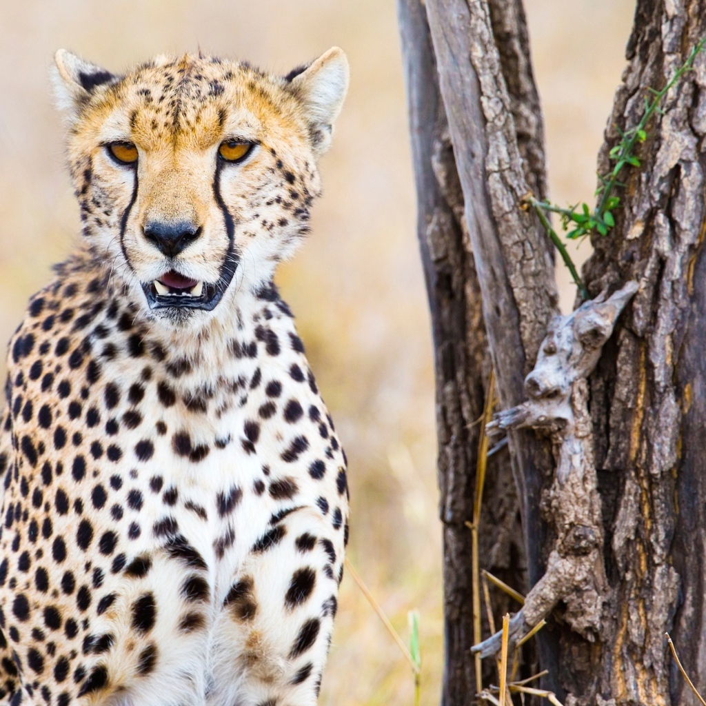 Гепард сидит у старого сухого дерева