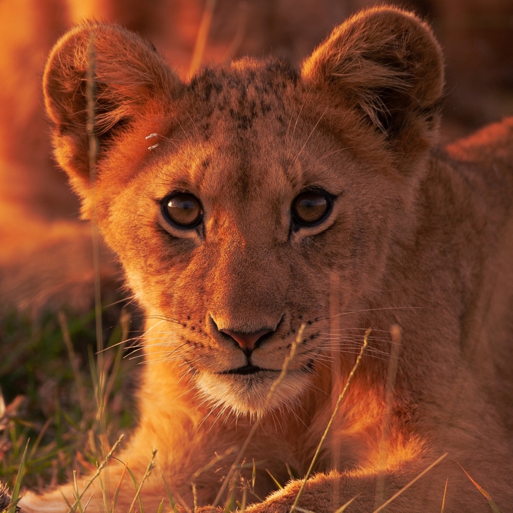 Милый маленький львенок смотрит в камеру