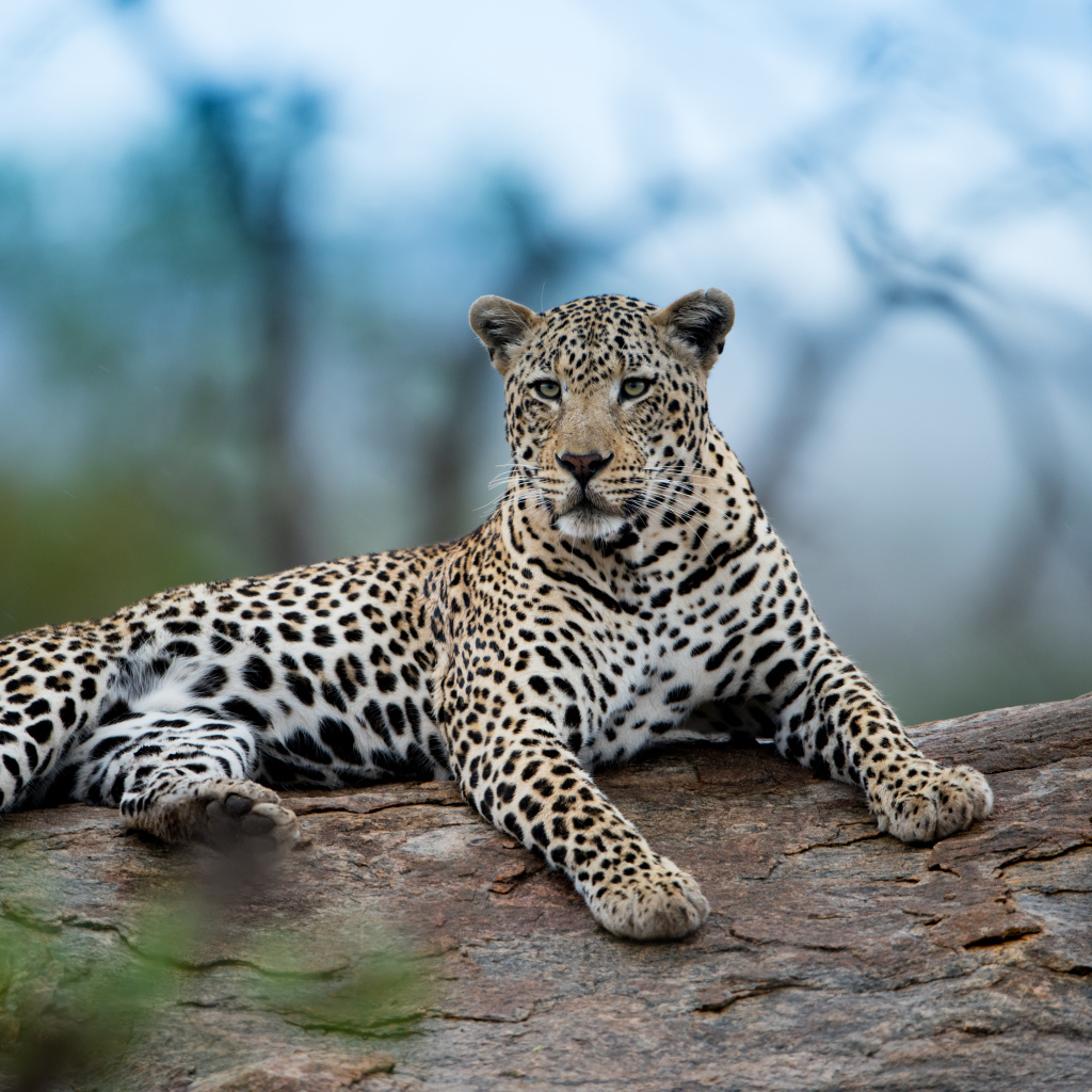 Большой африканский леопард лежит на дереве